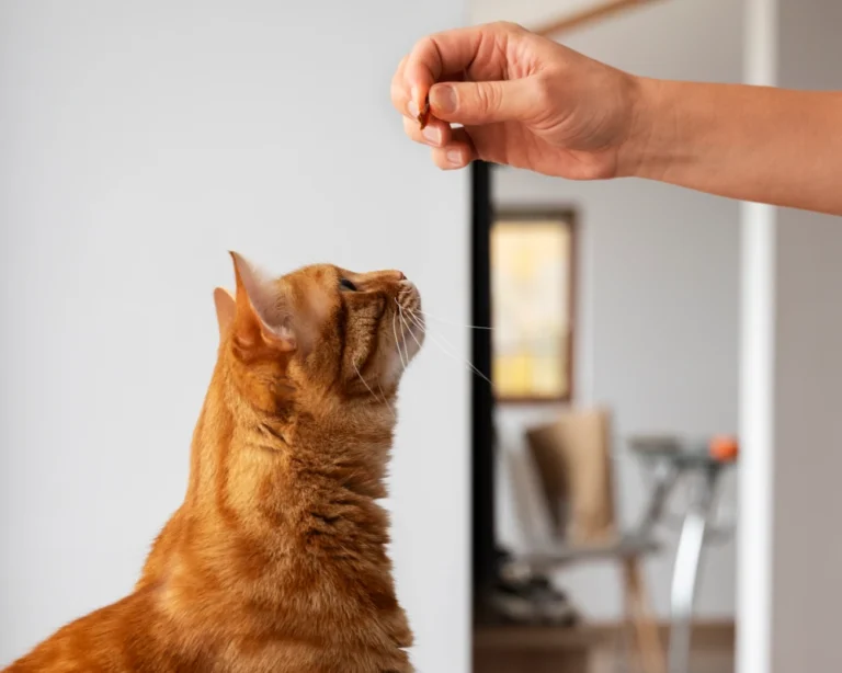 automatic pet feeder